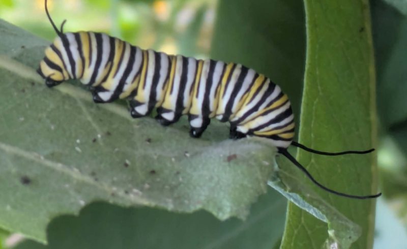 caterpillar