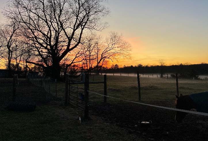 sunrising over a field