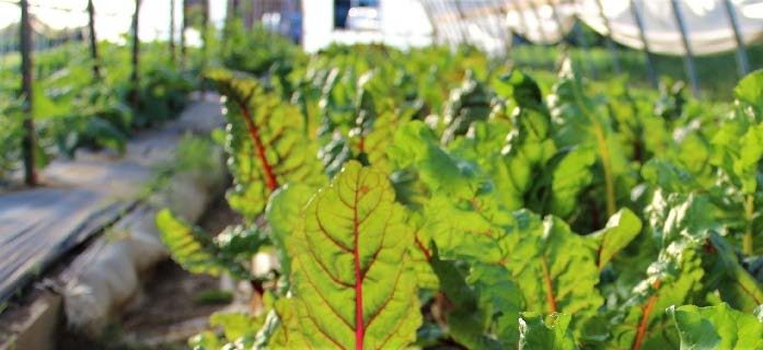 plant leaves in a greenhouse