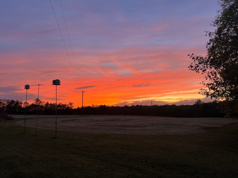pink, orange, and purple sunset with bird house silhouettes