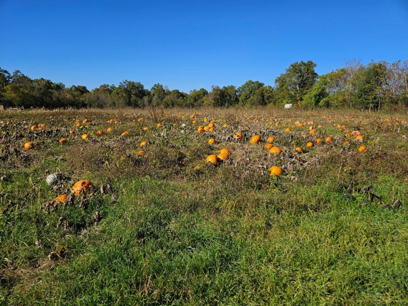 field of pumpkins