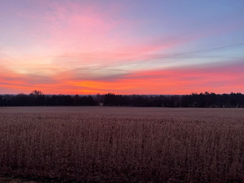 sunrising over a field