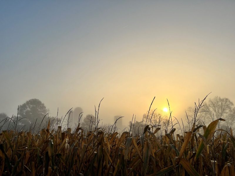 sunrising over a corn field